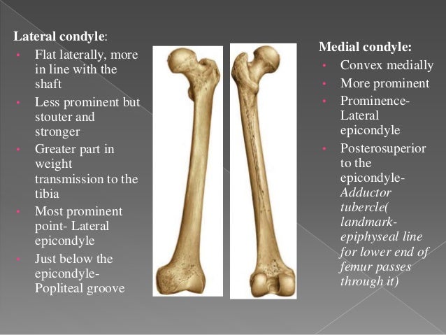 Femur