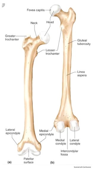 Femur