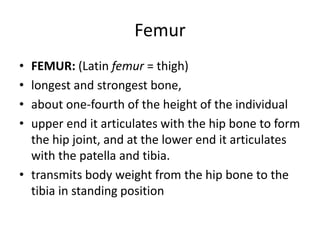 Femur
• FEMUR: (Latin femur = thigh)
• longest and strongest bone,
• about one-fourth of the height of the individual
• upper end it articulates with the hip bone to form
the hip joint, and at the lower end it articulates
with the patella and tibia.
• transmits body weight from the hip bone to the
tibia in standing position
 
