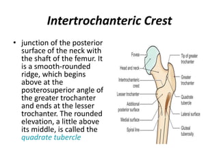 Intertrochanteric Crest
• junction of the posterior
surface of the neck with
the shaft of the femur. It
is a smooth-rounded
ridge, which begins
above at the
posterosuperior angle of
the greater trochanter
and ends at the lesser
trochanter. The rounded
elevation, a little above
its middle, is called the
quadrate tubercle
 