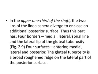 • In the upper one-third of the shaft, the two
lips of the linea aspera diverge to enclose an
additional posterior surface. Thus this part
has: Four borders—medial, lateral, spiral line
and the lateral lip of the gluteal tuberosity
(Fig. 2.9) Four surfaces—anterior, medial,
lateral and posterior. The gluteal tuberosity is
a broad roughened ridge on the lateral part of
the posterior surface.
 