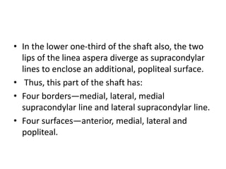 • In the lower one-third of the shaft also, the two
lips of the linea aspera diverge as supracondylar
lines to enclose an additional, popliteal surface.
• Thus, this part of the shaft has:
• Four borders—medial, lateral, medial
supracondylar line and lateral supracondylar line.
• Four surfaces—anterior, medial, lateral and
popliteal.
 