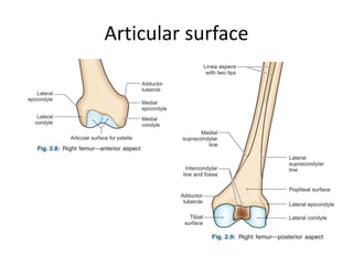 Articular surface
 