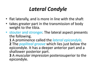 Lateral Condyle
• flat laterally, and is more in line with the shaft
• takes greater part in the transmission of body
weight to the tibia.
• stouter and stronger. The lateral aspect presents
the following.
1 A prominence called the lateral epicondyle.
2 The popliteal groove which lies just below the
epicondyle. It has a deeper anterior part and a
shallower posterior part.
3 A muscular impression posterosuperior to the
epicondyle.
 