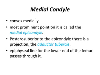 Medial Condyle
• convex medially
• most prominent point on it is called the
medial epicondyle.
• Posterosuperior to the epicondyle there is a
projection, the adductor tubercle.
• epiphyseal line for the lower end of the femur
passes through it.
 