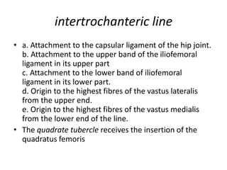 intertrochanteric line
• a. Attachment to the capsular ligament of the hip joint.
b. Attachment to the upper band of the iliofemoral
ligament in its upper part
c. Attachment to the lower band of iliofemoral
ligament in its lower part.
d. Origin to the highest fibres of the vastus lateralis
from the upper end.
e. Origin to the highest fibres of the vastus medialis
from the lower end of the line.
• The quadrate tubercle receives the insertion of the
quadratus femoris
 