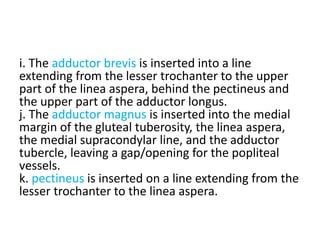 i. The adductor brevis is inserted into a line
extending from the lesser trochanter to the upper
part of the linea aspera, behind the pectineus and
the upper part of the adductor longus.
j. The adductor magnus is inserted into the medial
margin of the gluteal tuberosity, the linea aspera,
the medial supracondylar line, and the adductor
tubercle, leaving a gap/opening for the popliteal
vessels.
k. pectineus is inserted on a line extending from the
lesser trochanter to the linea aspera.
 