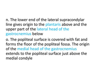 n. The lower end of the lateral supracondylar
line gives origin to the plantaris above and the
upper part of the lateral head of the
gastrocnemius below
o. The popliteal surface is covered with fat and
forms the floor of the popliteal fossa. The origin
of the medial head of the gastrocnemius
extends to the popliteal surface just above the
medial condyle
 