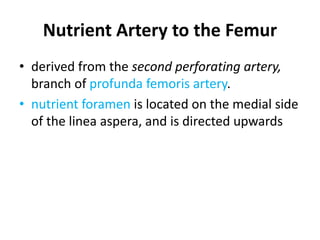 Nutrient Artery to the Femur
• derived from the second perforating artery,
branch of profunda femoris artery.
• nutrient foramen is located on the medial side
of the linea aspera, and is directed upwards
 