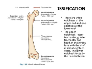 OSSIFICATION
• There are three
epiphyses at the
upper end and one
epiphysis at the
lower end.
• The upper
epiphyses; lesser
trochanter, greater
trochanter and
head, in that order,
fuse with the shaft
at about eighteen
years. The lower
epiphysis fuses by
the twentieth year
 