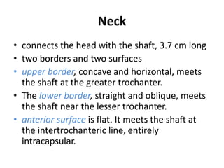 Neck
• connects the head with the shaft, 3.7 cm long
• two borders and two surfaces
• upper border, concave and horizontal, meets
the shaft at the greater trochanter.
• The lower border, straight and oblique, meets
the shaft near the lesser trochanter.
• anterior surface is flat. It meets the shaft at
the intertrochanteric line, entirely
intracapsular.
 