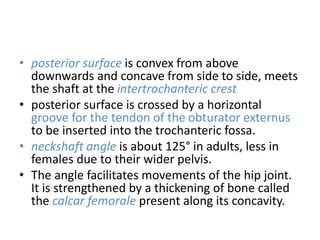 • posterior surface is convex from above
downwards and concave from side to side, meets
the shaft at the intertrochanteric crest
• posterior surface is crossed by a horizontal
groove for the tendon of the obturator externus
to be inserted into the trochanteric fossa.
• neckshaft angle is about 125° in adults, less in
females due to their wider pelvis.
• The angle facilitates movements of the hip joint.
It is strengthened by a thickening of bone called
the calcar femorale present along its concavity.
 