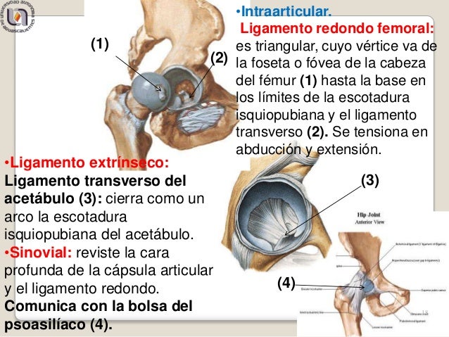 Arteria Del Ligamento Redondo