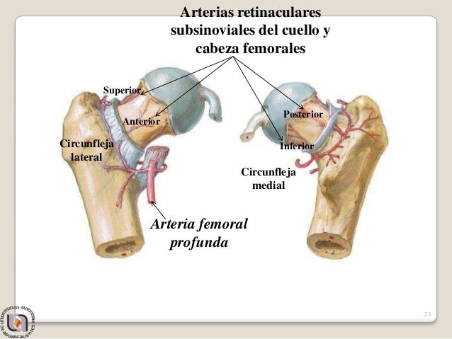 Arteria De La Cabeza Del Femur