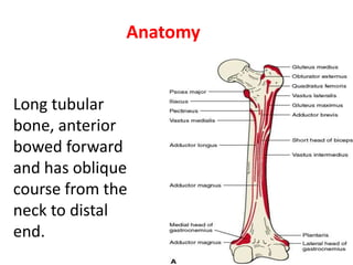 Anatomy
Long tubular
bone, anterior
bowed forward
and has oblique
course from the
neck to distal
end.
 