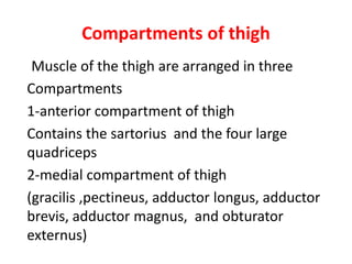 Compartments of thigh
Muscle of the thigh are arranged in three
Compartments
1-anterior compartment of thigh
Contains the sartorius and the four large
quadriceps
2-medial compartment of thigh
(gracilis ,pectineus, adductor longus, adductor
brevis, adductor magnus, and obturator
externus)
 