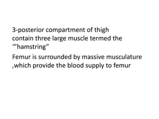 3-posterior compartment of thigh
contain three large muscle termed the
‘”hamstring”
Femur is surrounded by massive musculature
,which provide the blood supply to femur
 