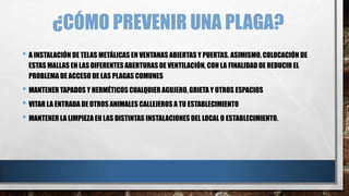 ¿CÓMO PREVENIR UNA PLAGA?
• A INSTALACIÓN DE TELAS METÁLICAS EN VENTANAS ABIERTAS Y PUERTAS. ASIMISMO, COLOCACIÓN DE
ESTAS MALLAS EN LAS DIFERENTES ABERTURAS DE VENTILACIÓN, CON LA FINALIDAD DE REDUCIR EL
PROBLEMA DE ACCESO DE LAS PLAGAS COMUNES
• MANTENER TAPADOS Y HERMÉTICOS CUALQUIER AGUJERO, GRIETA Y OTROS ESPACIOS
• VITAR LA ENTRADA DE OTROS ANIMALES CALLEJEROS A TU ESTABLECIMIENTO
• MANTENER LA LIMPIEZA EN LAS DISTINTAS INSTALACIONES DEL LOCAL O ESTABLECIMIENTO.
 