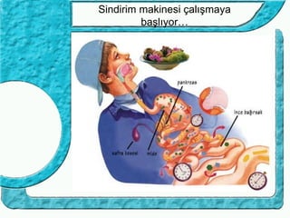 Sindirim makinesi çalışmaya
         başlıyor…
 
