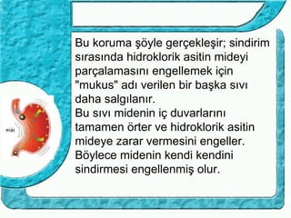 Bu koruma şöyle gerçekleşir; sindirim
sırasında hidroklorik asitin mideyi
parçalamasını engellemek için
"mukus" adı verilen bir başka sıvı
daha salgılanır.
Bu sıvı midenin iç duvarlarını
tamamen örter ve hidroklorik asitin
mideye zarar vermesini engeller.
Böylece midenin kendi kendini
sindirmesi engellenmiş olur.
 