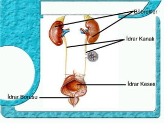 Böbrekler



               İdrar Kanalı




               İdrar Kesesi

İdrar Borusu
 