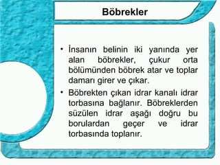 Böbrekler


• İnsanın belinin iki yanında yer
  alan    böbrekler,    çukur   orta
  bölümünden böbrek atar ve toplar
  damarı girer ve çıkar.
• Böbrekten çıkan idrar kanalı idrar
  torbasına bağlanır. Böbreklerden
  süzülen idrar aşağı doğru bu
  borulardan    geçer     ve   idrar
  torbasında toplanır.
 