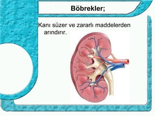 Böbrekler;

Kanı süzer ve zararlı maddelerden
  arındırır.
 