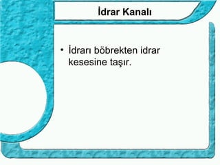 İdrar Kanalı


• İdrarı böbrekten idrar
  kesesine taşır.
 