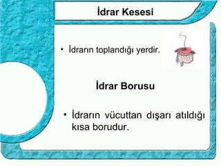 İdrar Kesesi


• İdrarın toplandığı yerdir.



         İdrar Borusu

• İdrarın vücuttan dışarı atıldığı
  kısa borudur.
 