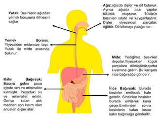 Ağız:ağızda dişler ve dil bulunur.
                               Ayrıca ağızda bazı yapılar
   Yutak: Besinlerin ağızdan   tükürük      oluşturur.   Tükürük
   yemek borusuna itilmesini   besinleri ıslatır ve kayganlaştırır.
   sağlar.                     Dişler     yiyecekleri   parçalar,
                               öğütür. Dil lokmayı yutağa iter.


Yemek             Borusu:
Yiyecekleri midemize taşır.
Yutak ile mide arasında
bulunur.
                                    Mide: Yediğimiz besinleri
                                    depolar.Yiyecekleri    küçük
                                    parçalara dönüştürür,çorba
                                    kıvamına getirir. Bu karışımı
                                    ince bağırsağa gönderir.
Kalın          Bağırsak:
Buraya gelen posa
içinde sıvı ve mineraller          İnce Bağırsak: Burada
kalmıştır. Posadaki su             besinler emilecek hale
ve mineraller emilir.              getirilir. Sindirilen besinler
Geriye      kalan    atık          burada emilerek kana
madderi son kısım olan             geçer.Emilimden         sonra
anüsten dışarı atar.               besinlerin kalan kısmı
                                   kalın bağırsağa gönderilir.
 