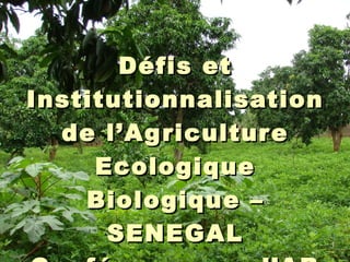 11
Défis etDéfis et
InstitutionnalisationInstitutionnalisation
de l’Agriculturede l’Agriculture
EcologiqueEcologique
Biologique –Biologique –
SENEGALSENEGAL
 
