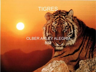 TIGRES OLBER ARLEY ALEGRIA 802 