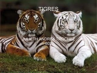 TIGRES JULIETH ANDREA TROCHEZ 802 