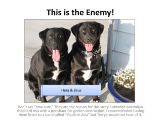 This is the Enemy!




                           Hera & Zeus



 Don’t say “how cute.” They are the reason for this story. Labrador‐Australian 
shepherd mix with a penchant for garden destruction. I recommended having 
 them listen to a band called “Youth in Asia” but Terrye would not hear of it.
 