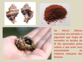 Do     Múrici     (Morex
trunculus) era extraído o
pigmento que tingia de
vermelho os tecidos de
lã tão apreciados pelos
nobres e que eram uma
exclusividade          da
indústria artesanal dos
fenícios.
 