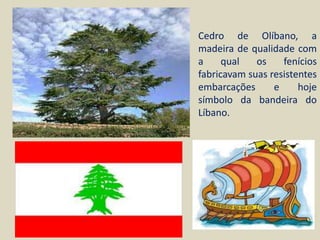Cedro de Olíbano, a
madeira de qualidade com
a     qual   os    fenícios
fabricavam suas resistentes
embarcações      e     hoje
símbolo da bandeira do
Líbano.
 