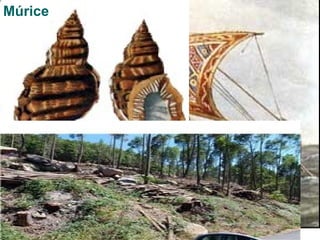 Múrice
 