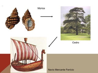 Navio Mercante Fenício
Cedro
Múrice
 