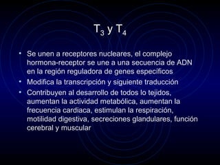 T3 y T4
• Se unen a receptores nucleares, el complejo
hormona-receptor se une a una secuencia de ADN
en la región reguladora de genes específicos
• Modifica la transcripción y siguiente traducción
• Contribuyen al desarrollo de todos lo tejidos,
aumentan la actividad metabólica, aumentan la
frecuencia cardiaca, estimulan la respiración,
motilidad digestiva, secreciones glandulares, función
cerebral y muscular
 