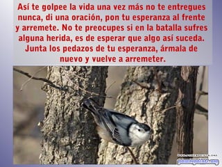 Así te golpee la vida una vez más no te entregues
 nunca, di una oración, pon tu esperanza al frente
y arremete. No te preocupes si en la batalla sufres
 alguna herida, es de esperar que algo así suceda.
   Junta los pedazos de tu esperanza, ármala de
            nuevo y vuelve a arremeter.
 