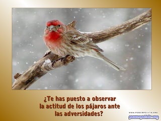 ¿Te has puesto a observar
la actitud de los pájaros ante
      las adversidades?
 