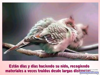 Están días y días haciendo su nido, recogiendo
materiales a veces traídos desde largas distancias...
 