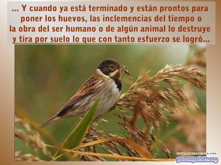 ... Y cuando ya está terminado y están prontos para
     poner los huevos, las inclemencias del tiempo o
la obra del ser humano o de algún animal lo destruye
 y tira por suelo lo que con tanto esfuerzo se logró...
 