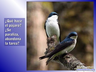 ¿Qué hace
el pájaro?
¿Se
paraliza,
abandona
la tarea?
 