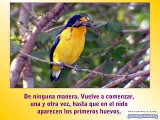 De ninguna manera. Vuelve a comenzar,
  una y otra vez, hasta que en el nido
     aparecen los primeros huevos.
 