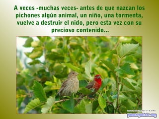 A veces -muchas veces- antes de que nazcan los
pichones algún animal, un niño, una tormenta,
 vuelve a destruir el nido, pero esta vez con su
             precioso contenido...
 