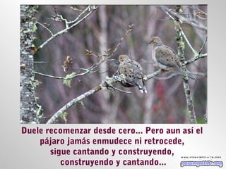 Duele recomenzar desde cero... Pero aun así el
    pájaro jamás enmudece ni retrocede,
       sigue cantando y construyendo,
          construyendo y cantando...
 
