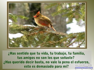¿Has sentido que tu vida, tu trabajo, tu familia,
        tus amigos no son los que soñaste?
¿Has querido decir basta, no vale la pena el esfuerzo,
            esto es demasiado para mí?
 