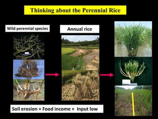 Perennial Rice, Where We Go……? | PDF
