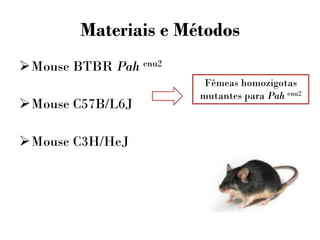 Materiais e Métodos
Mouse BTBR Pah enu2
Mouse C57B/L6J
Mouse C3H/HeJ
Fêmeas homozigotas
mutantes para Pah enu2
 
